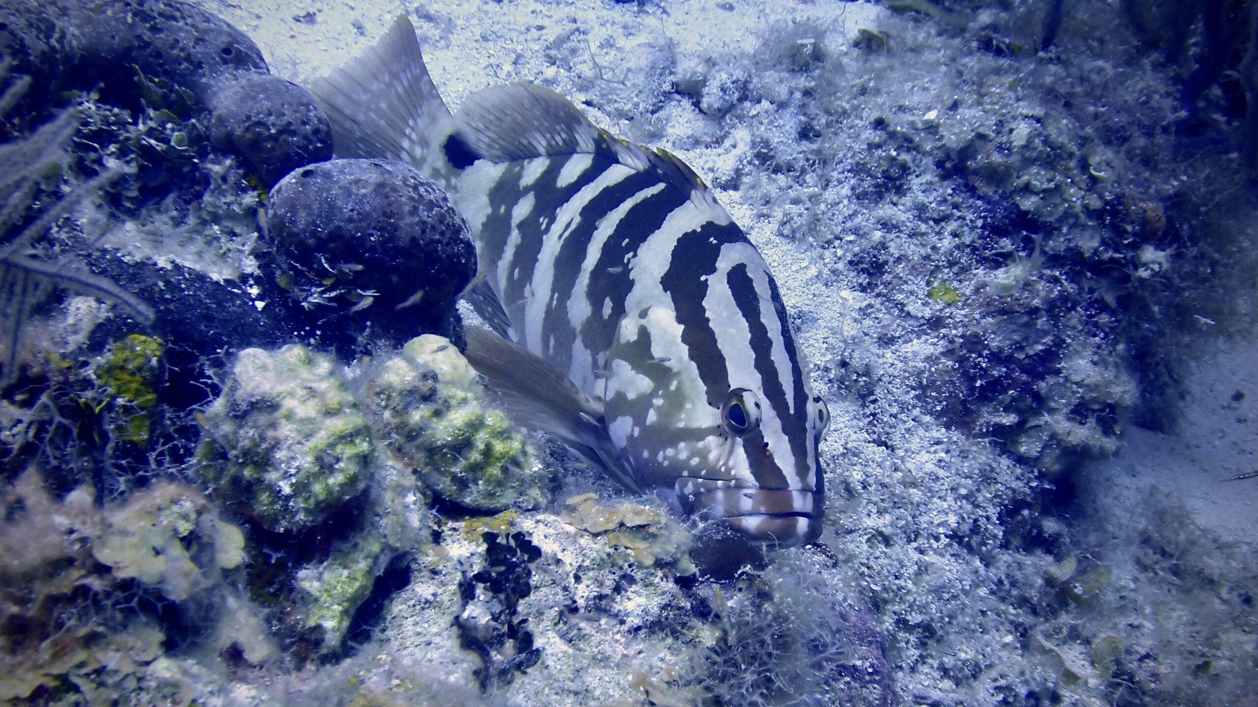 Review: Olympus TG-7 Dive Camera + SeaFrogs Housing // SCUBA